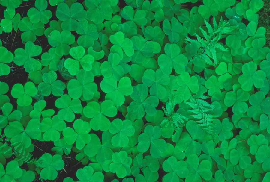 Nature, Wildlife & Environment - Photodisc ></a>
<script language=JavaScript> 
  var txt = 