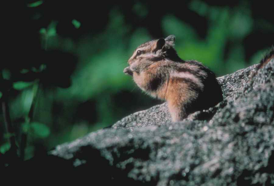 Nature, Wildlife & Environment - Photodisc ></a>
<script language=JavaScript> 
  var txt = 