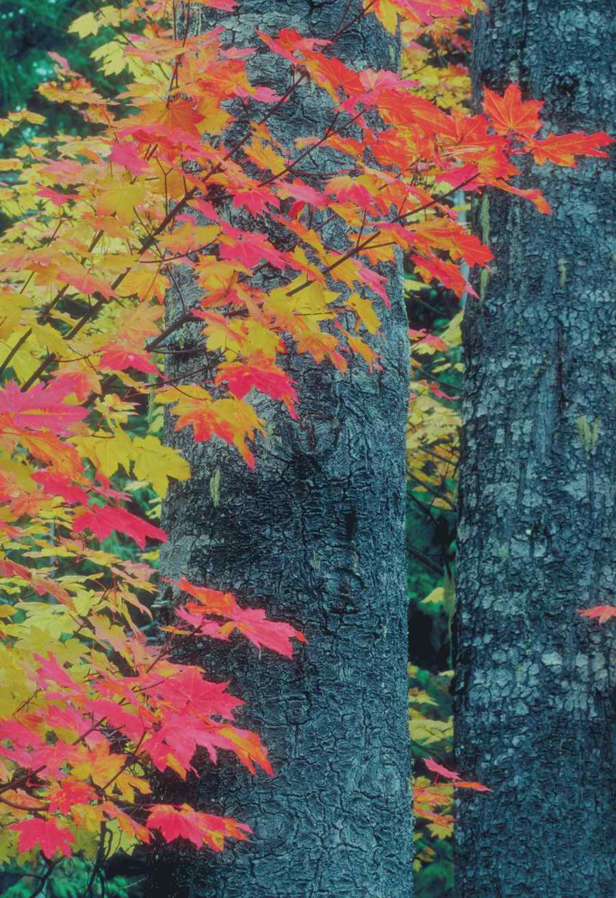 Nature, Wildlife & Environment - Photodisc ></a>
<script language=JavaScript> 
  var txt = 