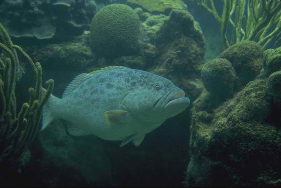 Nature, Wildlife & Environment - Photodisc ></a>
<script language=JavaScript> 
  var txt = 