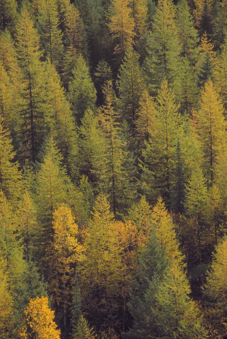 Nature, Wildlife & Environment - Photodisc ></a>
<script language=JavaScript> 
  var txt = 