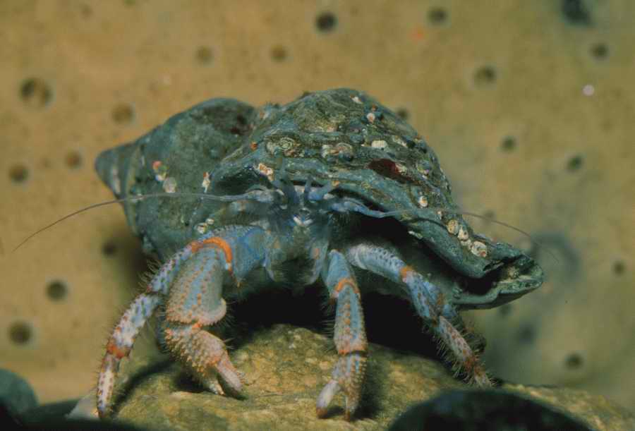 Nature, Wildlife & Environment - Photodisc ></a>
<script language=JavaScript> 
  var txt = 