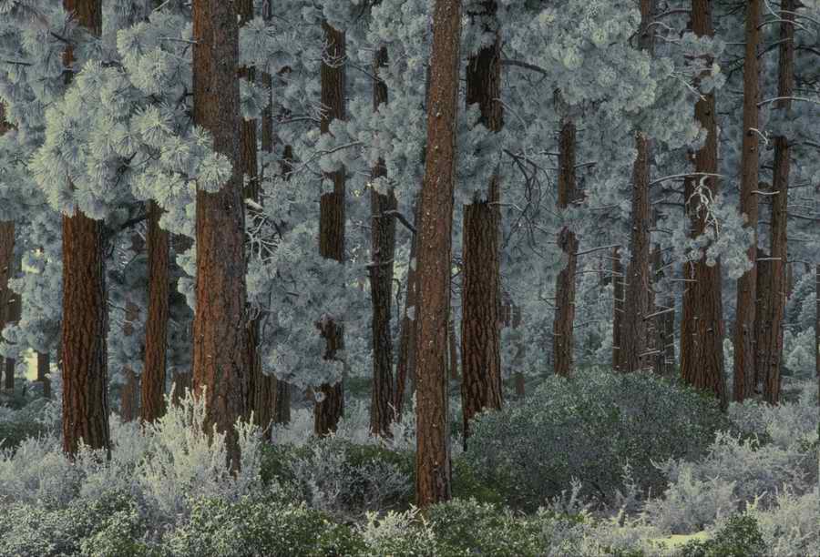 Nature, Wildlife & Environment - Photodisc ></a>
<script language=JavaScript> 
  var txt = 