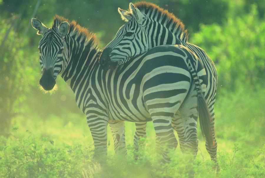 Nature, Wildlife & Environment - Photodisc ></a>
<script language=JavaScript> 
  var txt = 