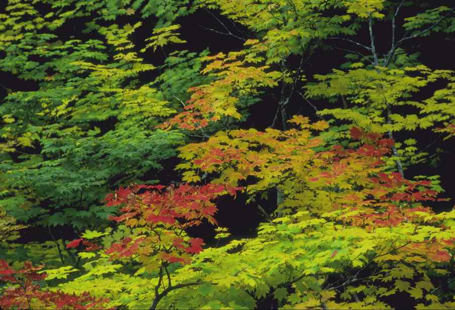 Nature, Wildlife & Environment - Photodisc ></a>
<script language=JavaScript> 
  var txt = 