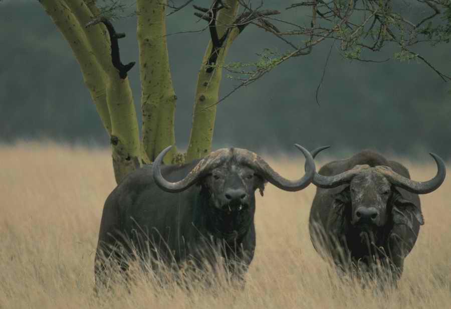 Nature, Wildlife & Environment - Photodisc ></a>
<script language=JavaScript> 
  var txt = 