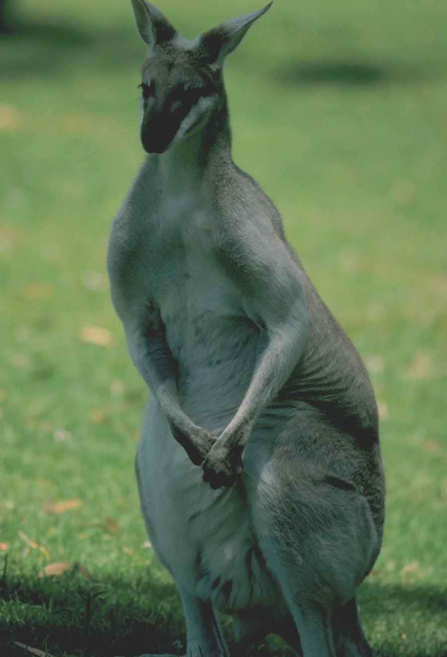 Nature, Wildlife & Environment - Photodisc ></a>
<script language=JavaScript> 
  var txt = 