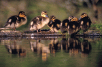 Photodisc: Nature, Wildlife & Environment 2 