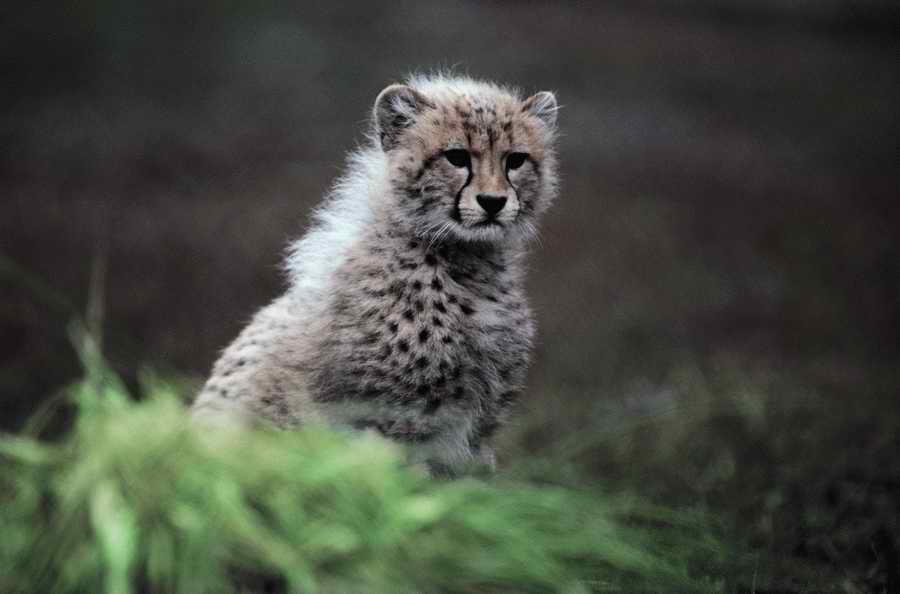 Nature, Wildlife & Environment 2 - Photodisc ></a>
<script language=JavaScript> 
  var txt = 