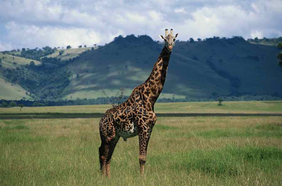 Nature, Wildlife & Environment 2 - Photodisc ></a>
<script language=JavaScript> 
  var txt = 