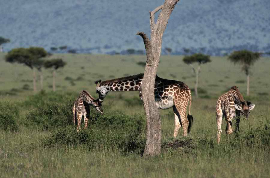 Nature, Wildlife & Environment 2 - Photodisc ></a>
<script language=JavaScript> 
  var txt = 