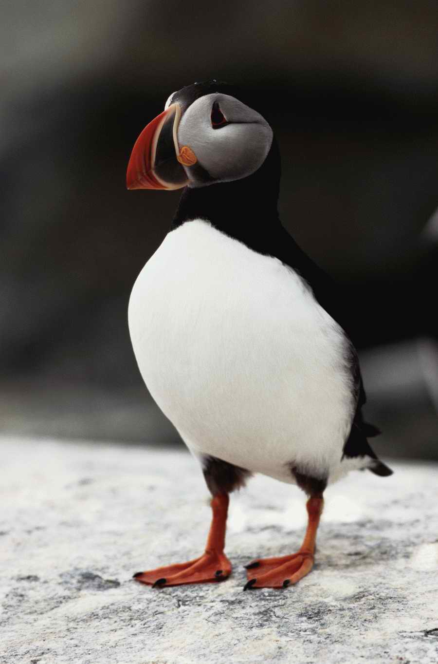 Nature, Wildlife & Environment 2 - Photodisc ></a>
<script language=JavaScript> 
  var txt = 