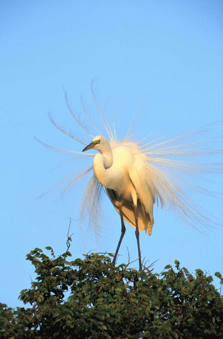 Nature, Wildlife & Environment 2 - Photodisc ></a>
<script language=JavaScript> 
  var txt = 