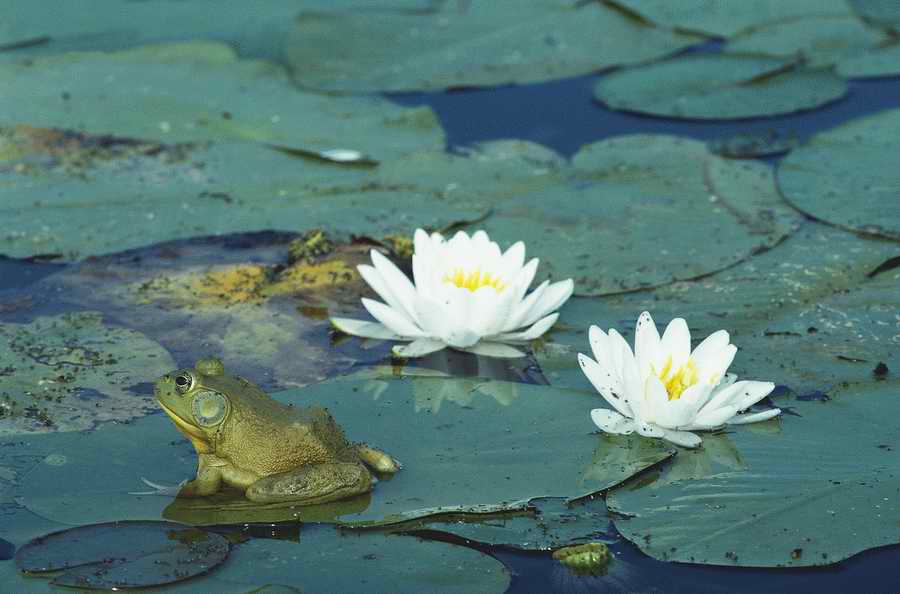 Nature, Wildlife & Environment 2 - Photodisc ></a>
<script language=JavaScript> 
  var txt = 