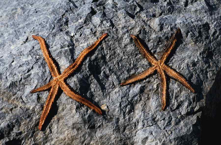 Nature, Wildlife & Environment 2 - Photodisc ></a>
<script language=JavaScript> 
  var txt = 