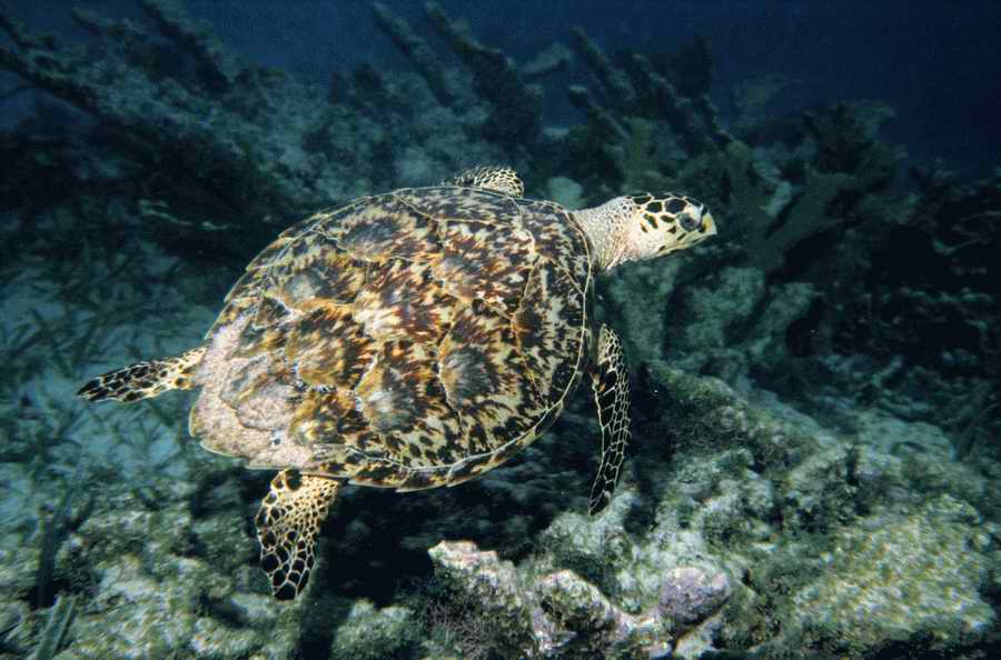 Nature, Wildlife & Environment 2 - Photodisc ></a>
<script language=JavaScript> 
  var txt = 