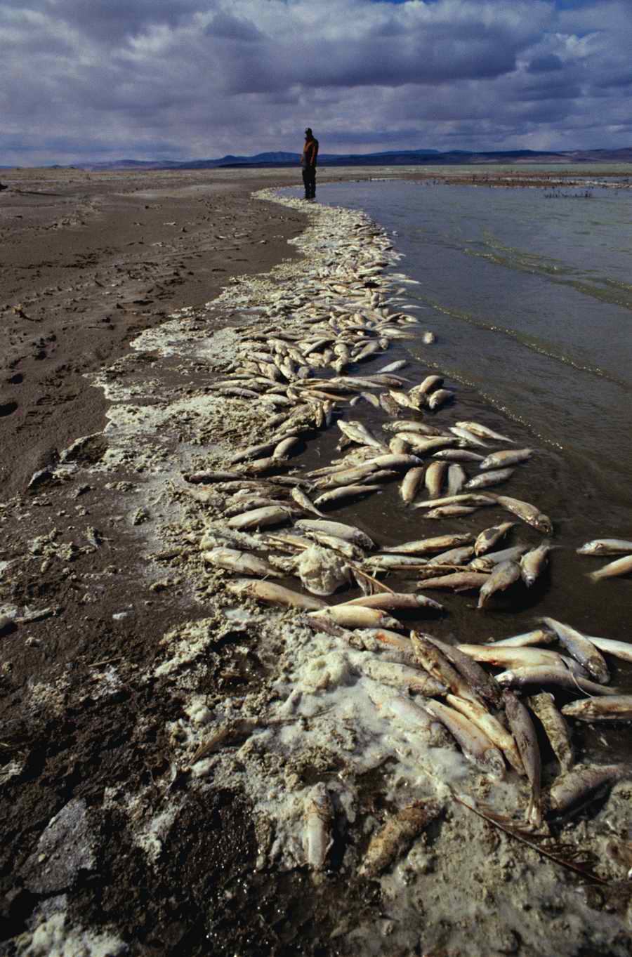 Nature, Wildlife & Environment 2 - Photodisc ></a>
<script language=JavaScript> 
  var txt = 