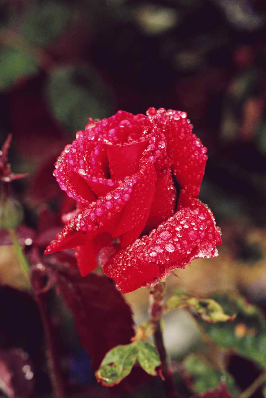 People & Lifestyles - Photodisc ></a>
<script language=JavaScript> 
  var txt = 