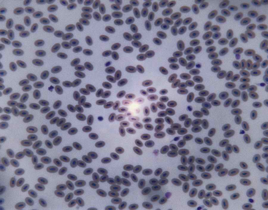 Professional Science - Photodisc ></a>
<script language=JavaScript> 
  var txt = 