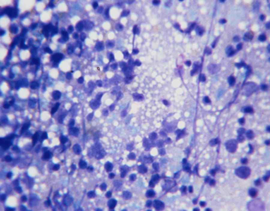 Professional Science - Photodisc ></a>
<script language=JavaScript> 
  var txt = 