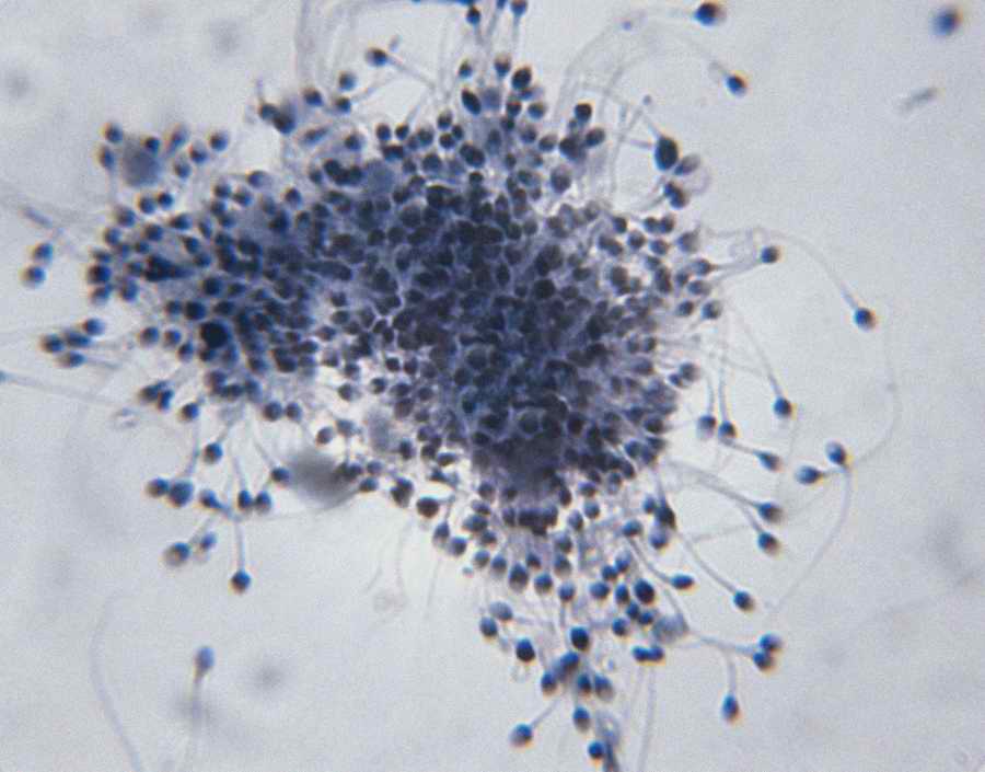 Professional Science - Photodisc ></a>
<script language=JavaScript> 
  var txt = 