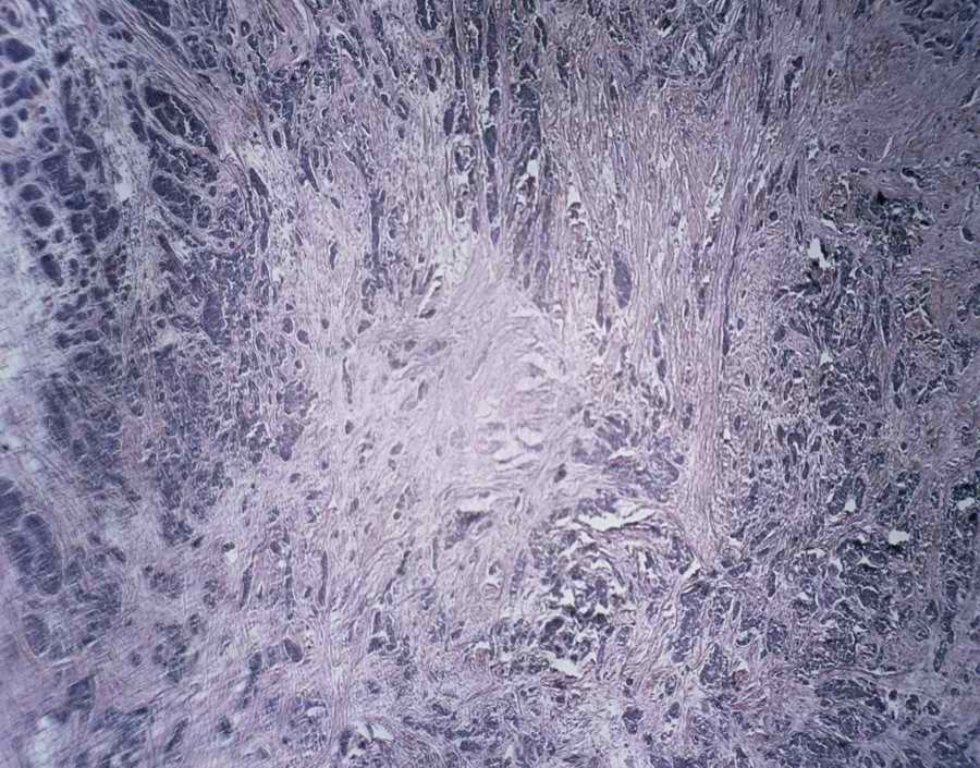 Professional Science - Photodisc ></a>
<script language=JavaScript> 
  var txt = 