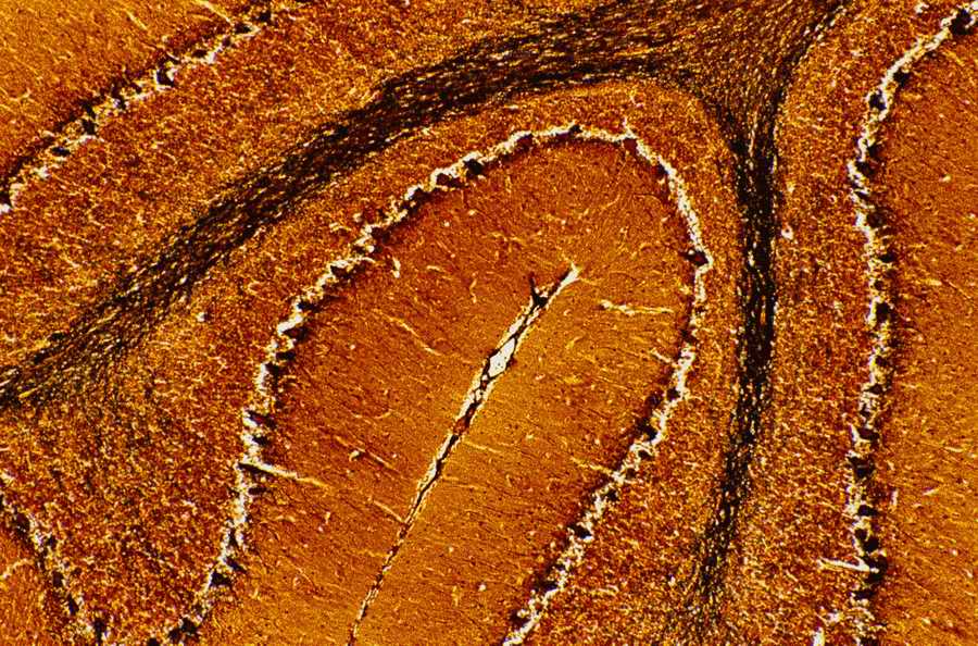 Professional Science - Photodisc ></a>
<script language=JavaScript> 
  var txt = 