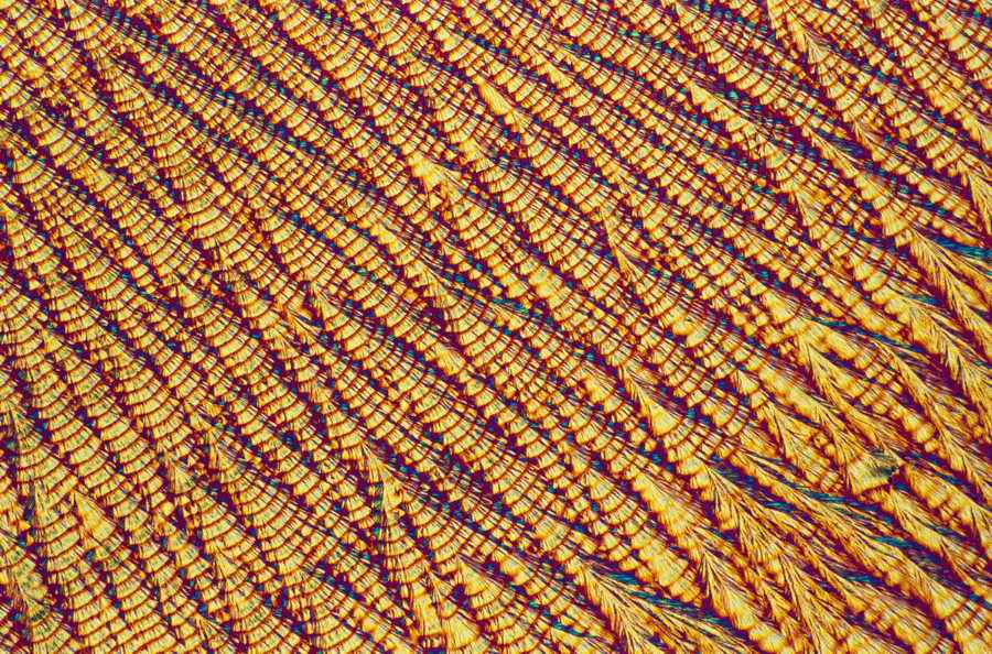 Professional Science - Photodisc ></a>
<script language=JavaScript> 
  var txt = 