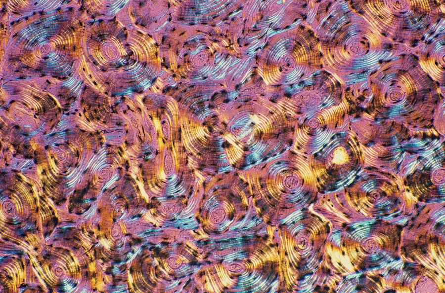 Professional Science - Photodisc ></a>
<script language=JavaScript> 
  var txt = 