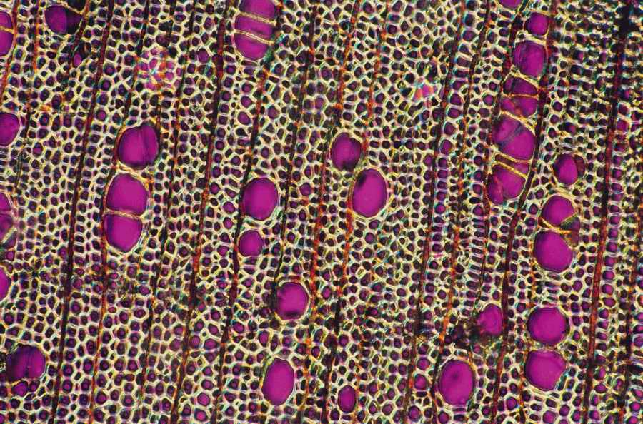 Professional Science - Photodisc ></a>
<script language=JavaScript> 
  var txt = 