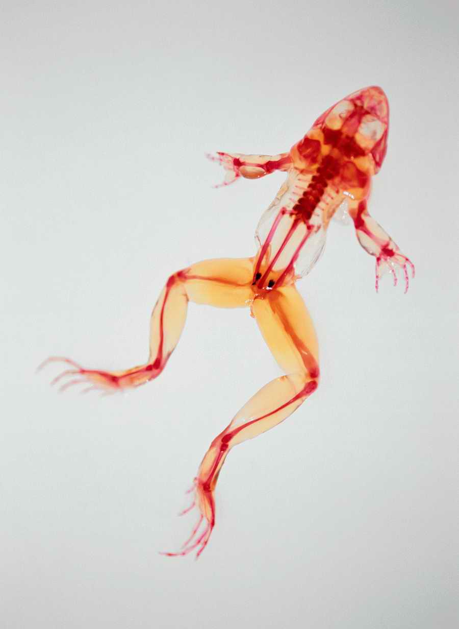 Professional Science - Photodisc ></a>
<script language=JavaScript> 
  var txt = 