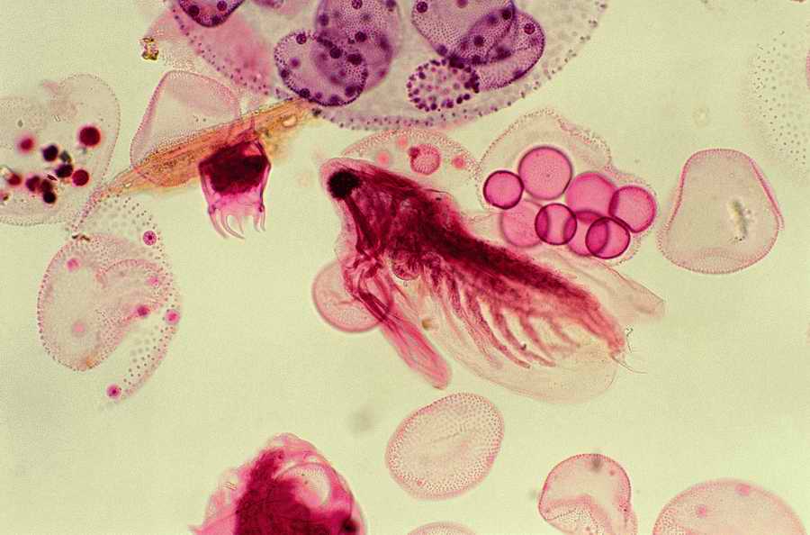 Science, Technology & Medicine 2 - Photodisc ></a>
<script language=JavaScript> 
  var txt = 