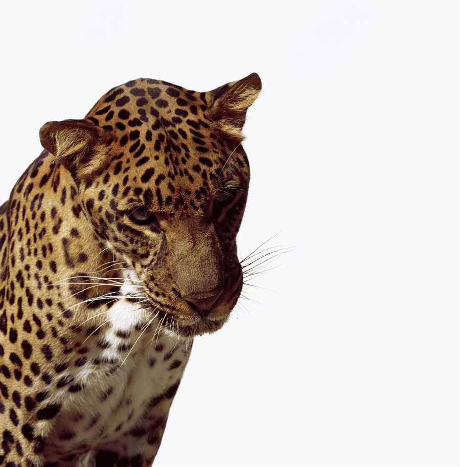Wildlife Portraits - Photodisc ></a>
<script language=JavaScript> 
  var txt = 