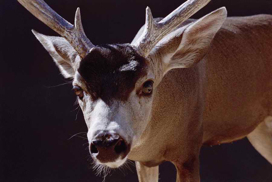 Wildlife Portraits - Photodisc ></a>
<script language=JavaScript> 
  var txt = 