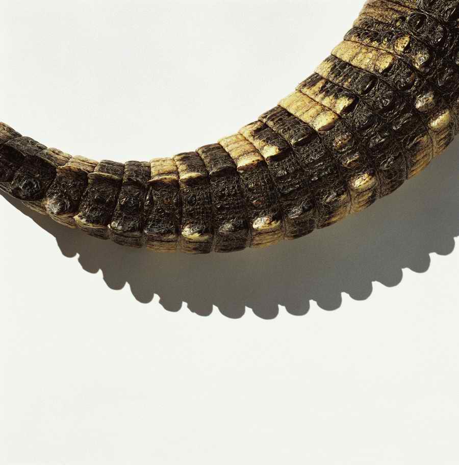Wildlife Portraits - Photodisc ></a>
<script language=JavaScript> 
  var txt = 
