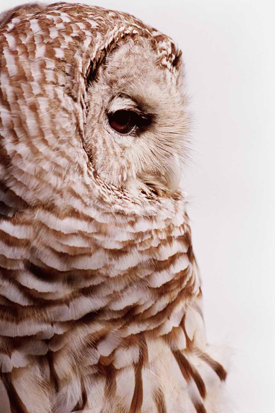 Wildlife Portraits - Photodisc ></a>
<script language=JavaScript> 
  var txt = 