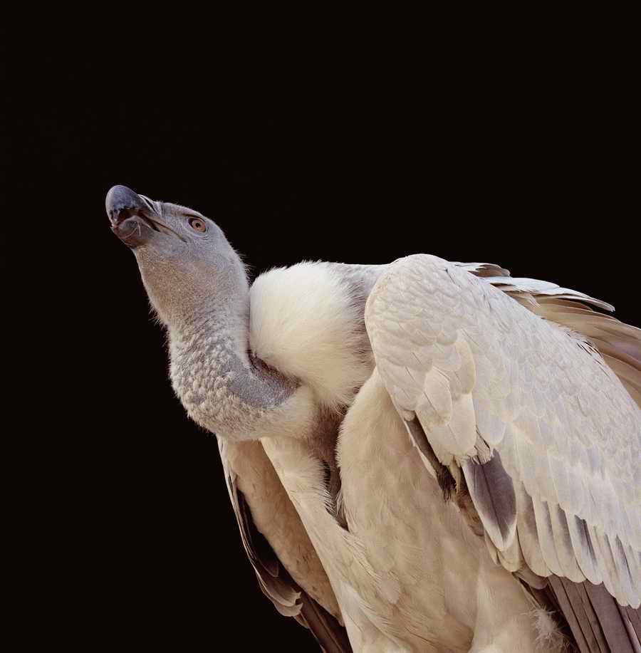 Wildlife Portraits - Photodisc ></a>
<script language=JavaScript> 
  var txt = 