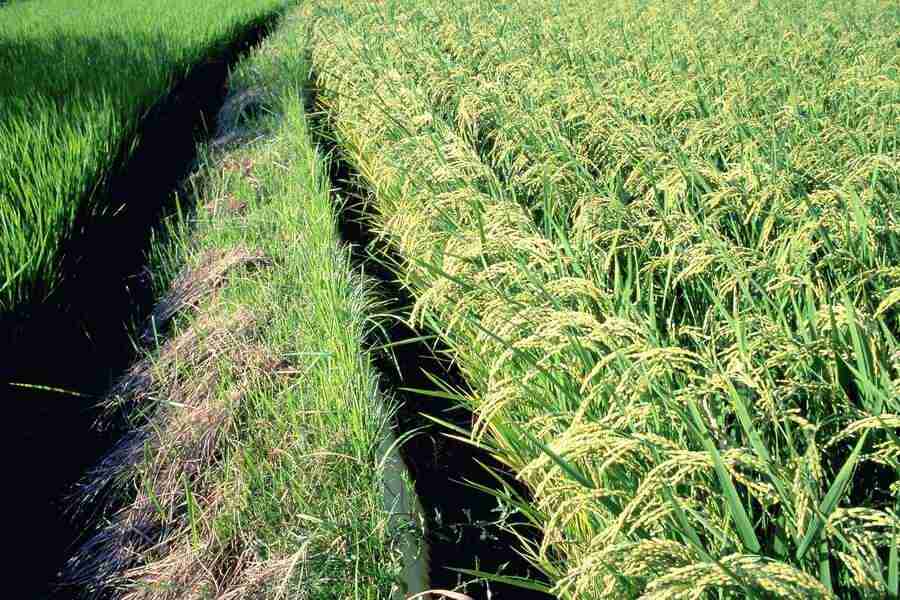 Office Work - Photo Mantan ></a>
<script language=JavaScript> 
  var txt = 