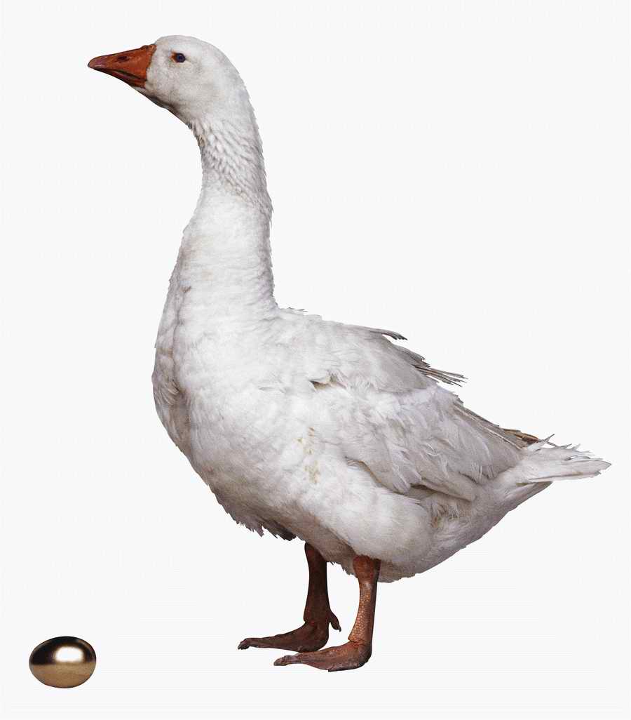 Everyday Animals - Photodisc Object Series ></a>
<script language=JavaScript> 
  var txt = 