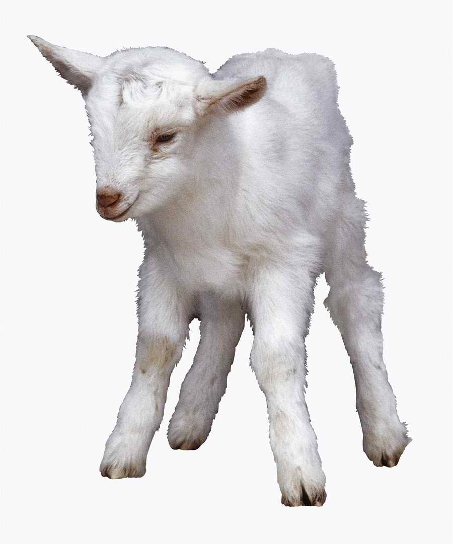 Everyday Animals - Photodisc Object Series ></a>
<script language=JavaScript> 
  var txt = 