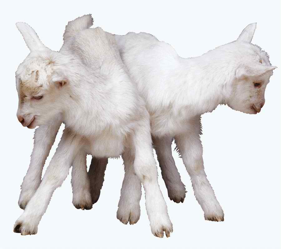 Everyday Animals - Photodisc Object Series ></a>
<script language=JavaScript> 
  var txt = 