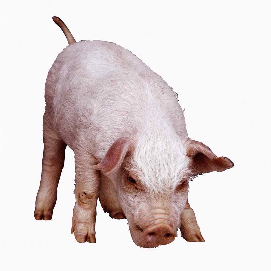 Everyday Animals - Photodisc Object Series ></a>
<script language=JavaScript> 
  var txt = 