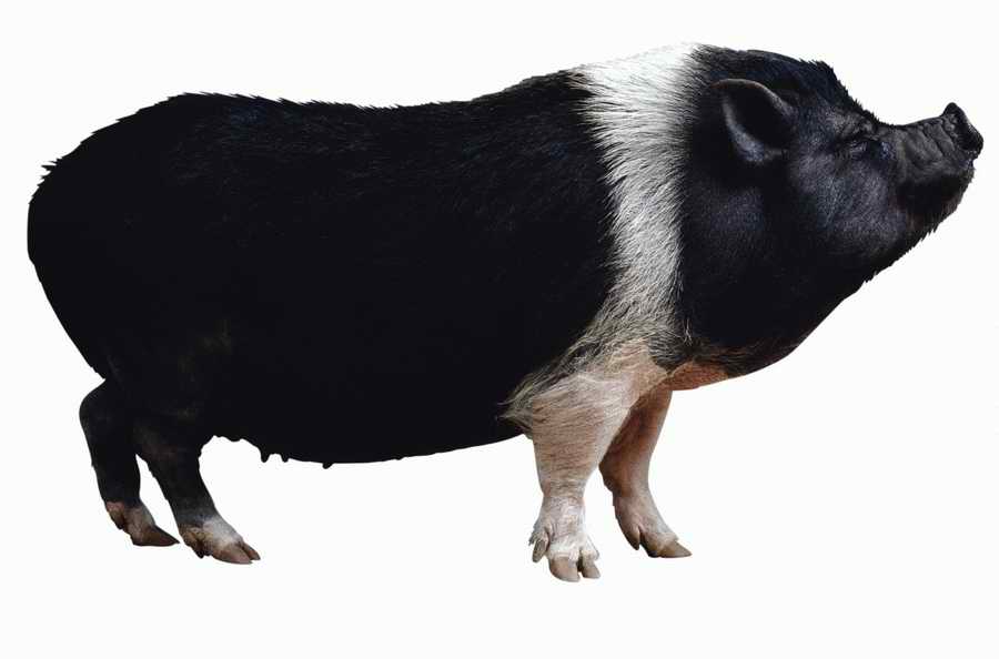 Everyday Animals - Photodisc Object Series ></a>
<script language=JavaScript> 
  var txt = 
