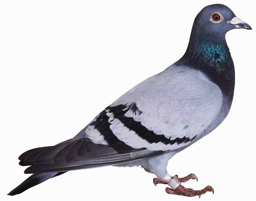 Everyday Animals - Photodisc Object Series ></a>
<script language=JavaScript> 
  var txt = 