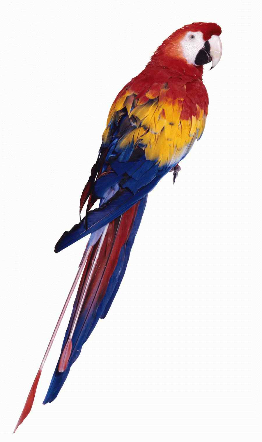 Everyday Animals - Photodisc Object Series ></a>
<script language=JavaScript> 
  var txt = 