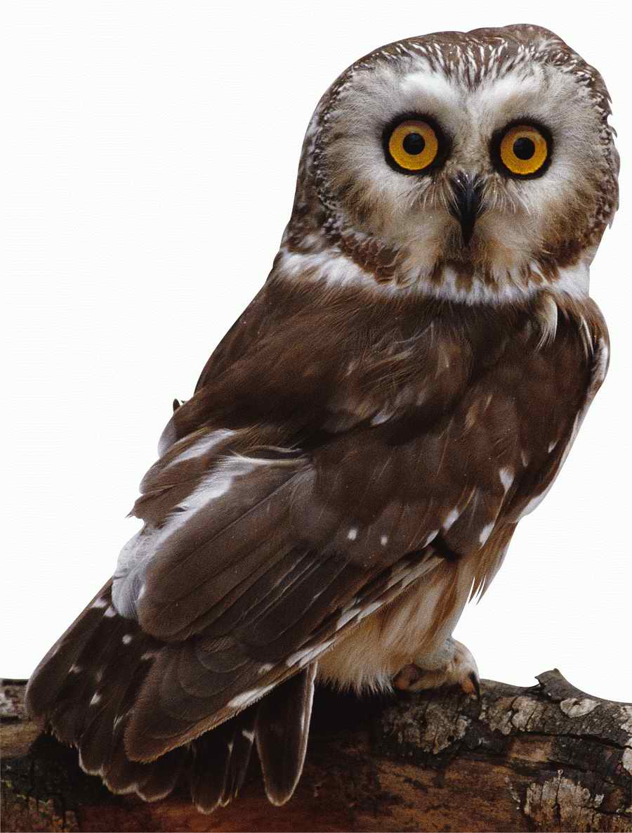Everyday Animals - Photodisc Object Series ></a>
<script language=JavaScript> 
  var txt = 