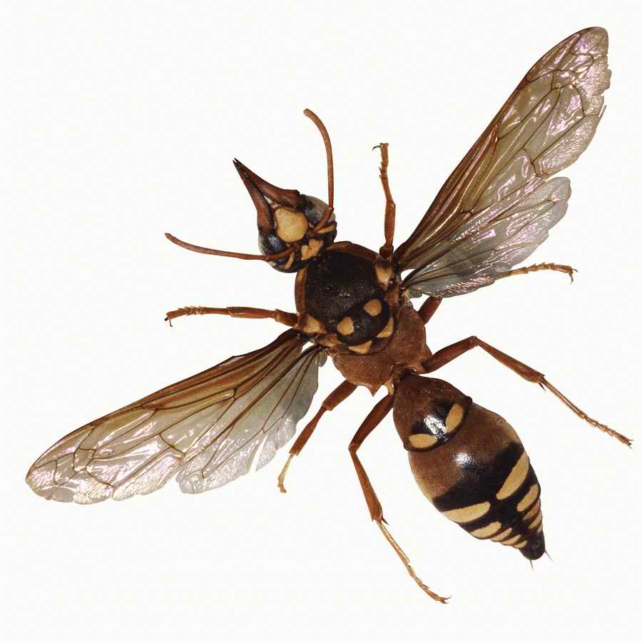 Everyday Animals - Photodisc Object Series ></a>
<script language=JavaScript> 
  var txt = 