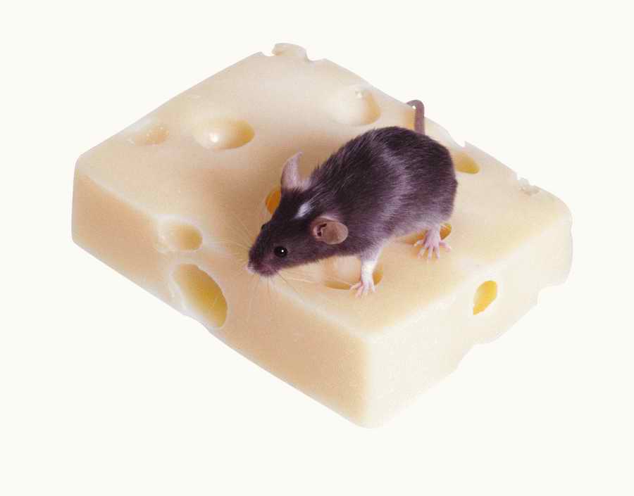 Everyday Animals - Photodisc Object Series ></a>
<script language=JavaScript> 
  var txt = 