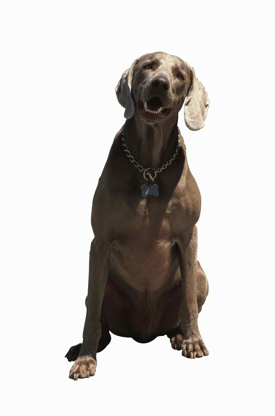 Everyday Animals - Photodisc Object Series ></a>
<script language=JavaScript> 
  var txt = 
