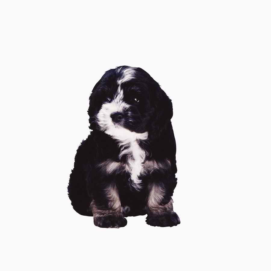 Everyday Animals - Photodisc Object Series ></a>
<script language=JavaScript> 
  var txt = 